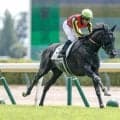 【新潟記念予想】GI馬5頭集結の豪華別定戦 新潟外回り2000mは体力と瞬発力勝負