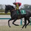 【競馬予想】豪華メンバーがしのぎを削る新潟記念　人気薄の実力派２頭が好配当を演出か