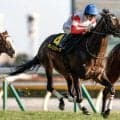 【新潟記念予想】人気・騎手・枠・脚質の傾向とは!? 過去データから探るGIII新潟記念