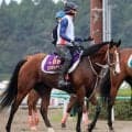 【新潟記念】ルメール騎手騎乗の３歳マイル王ロデオドライブ直線で前が壁…　ラスト伸びるも頭差２着