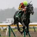 【新潟記念結果】ゾロアストロが雨中の激戦を制し重賞2勝目！