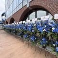 【西武】栗山巧の引退試合が行われたベルーナドームに多くの青い花が届く