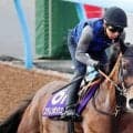 まさかの最下位に終わったＧ１馬にファン悲痛「メンタルが心配」「身も心も戦績も…」　新潟記念のステレンボッシュ