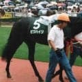 後の名繁殖牝馬ビワハイジ 武豊騎手と制した95年札幌3歳Sを振り返る