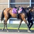 【紫苑Ｓ・角田の特注馬】テンションが課題も積んでるエンジンは一級品マスターソアラ　父は絶好調のシスキン