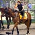 【セントウルＳ】「少し落ち着かない様子でしたが…」香港馬ファストネットワークが阪神競馬場に到着