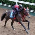 【セントウルＳ】フリッカージャブが３連勝でサマースプリントシリーズ逆転優勝へ　西園調教師「引き続きチャンスだと思う」