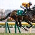 【紫苑S想定騎手】ドリームコアはC.ルメール騎手、ジッピーチューンは北村友一騎手
