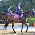 【紫苑Ｓ】“師匠”萩原師の忘れ形見ドリームコアが田中博厩舎から再出発　「天国でワクワクするような活躍を」