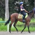 兄は若駒S覇者 ヴェトロテンペスタがルメール騎手で始動/関東馬メイクデビュー情報