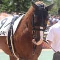 【札幌2歳S】エフフォーリア産駒が重賞初制覇なるか ノヴァヴェローチェが無敗戴冠狙う