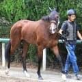 【紫苑Ｓ】母子制覇狙うジワタネホ　陣営は「オーナーもぜひ行きたいと」馬主は母ビッシュも所有した窪田芳郎氏