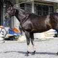 8歳古豪がセントウルS制覇狙う 馬体派記者も「これまでで一番迫力を感じる」と絶賛
