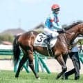 【京成杯AH予想オッズ】フォルテアンジェロが予想1番人気
