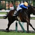 【京成杯AH展望】秋のマイル重賞は牝馬クランフォードに注目