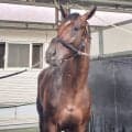 【札幌２歳Ｓ】ショウナンガレオン「あれはＧ１馬」怪物候補ここは通過点