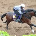【注目馬動向】マテンロウゲイルの復帰戦は古馬相手のチャレンジＣに変更　鞍上は引き続き横山和生騎手
