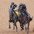 【京成杯ＡＨ】ヴァルキリーバースは変わり身を感じさせるスムーズな動き　田中博調教師「この状態でどれだけ走れるか」