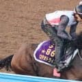 【注目馬動向】新潟記念２着のロデオドライブ　右前脚の繋靱帯脚部の炎症か　社台グループオーナーズが発表