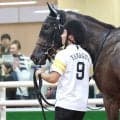【注目馬動向】ソフトバンク柳田悠岐オーナーのゴーイントゥノヴァは紫菊賞で無傷の２連勝狙う