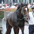 【注目馬動向】香港ＪＣＴを好タイムで逃げ切ったゴーラッキーは神戸新聞杯へ　黒岩調教師が発表