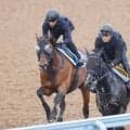 【セントウルＳ】レッドモンレーヴは馬なりで余裕たっぷりの動き　蛯名正調教師「調教過程では随分集中して走れるように」