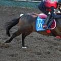【セントウルＳ】フリッカージャブはしまい重点でも迫力十分　西園調教師「道中もすごいいい手応えで動けていた」