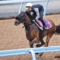 【紫苑Ｓ】クイーンＣ４着以来のマスターソアラは成長を感じさせる動き　蛯名正調教師「少しずつ落ち着いてくれている」