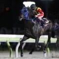 【大井・アフター5スター賞結果】ティントレットが差し切って重賞3勝目を飾る