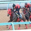 【京成杯ＡＨ】武豊騎手と臨むエコロ“ブルーム”が季節外れの開花宣言へ万全　加藤征調教師も「開花はこれから」と期待
