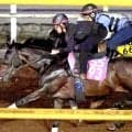 【セントウルＳ】我慢の競馬覚えたピューロマジック　サマースプリントシリーズ優勝へ５着以内が条件