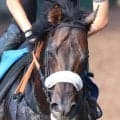 【サマーチャンピオン】トップハンデ５９・５キロが何だ！　マテンロウコマンドが重賞３連勝　松山弘平騎手「Ｇ１でも勝負できる」