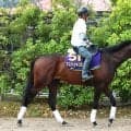 【注目馬動向】ＢＣマイル目指すアスクイキゴミが栗東で初時計　藤原調教師「休養で、体がしっかりしてきた」