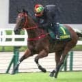 【セントウルＳ】香港馬ファストネットワークが阪神競馬場で追い切り　Ｃ・イプ調教師「２つのタイトルを取って香港へ帰りたいです」