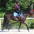 【セントウルＳ】重賞連勝狙うフリッカージャブは２枠３番に決定　香港馬ファストネットワークは４枠８番