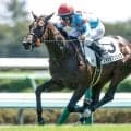 【京成杯AH枠順確定】フォルテアンジェロは2枠4番、レザベーションは5枠9番