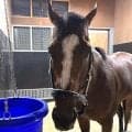 【凱旋門賞】武豊騎手と挑むメイショウタバルが国内最終追いでラスト１１秒２の好時計　石橋調教師「気を乗せるつもりで」