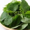 王様の野菜「モロヘイヤ」の驚くべき効果効能