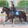 【エニフＳ・金曜気配】ノーブルロジャーが馬具工夫でひと押し利かせる　吉岡調教師「出たなりでためる競馬を」