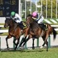 【チャレンジC想定馬・騎手】ジョバンニ、ピースワンデュックなど18頭