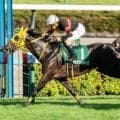 京成杯AHは波乱傾向 ディープインパクト系が好成績