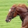【札幌１Ｒ】ダート替わりも実らず…単勝１・１倍のサトノフルーク２着もまさかの６馬身差負け