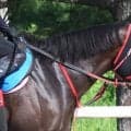 【セントウルＳ】前日１番人気はフリッカージャブ！３連単も中心の存在　単勝２番人気は香港からの刺客ファストネットワーク