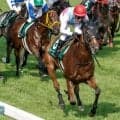 【AI予想・セントウルS】近走の充実ぶりが際立つ快速牝馬！ 人工知能は非凡なスピード能力の持ち主に自信の◎