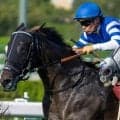 セントウルSは馬体重増が好材料 阪神開催の近6回で複勝率30％