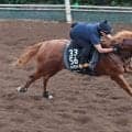 日曜阪神競馬場の注目激走馬…阪神１１Ｒセントウルステークス・Ｇ２