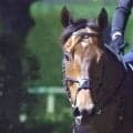 香港とイギリスを転戦したサトノレーヴが帰国　４月のチェアマンズスプリントで香港最強馬カーインライジングの２着など４戦