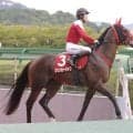 【セントウルＳ】１番人気フリッカージャブが差し切って重賞連勝！ピューロマジックがサマースプリント王者