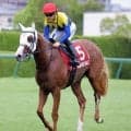 【セントウルＳ】川田将雅騎手「いい経験になったと思います」ダイヤモンドノットは８着　１年２か月ぶりスプリント戦も