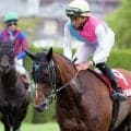 サマースプリントシリーズはピューロマジックが２６ポイントで王者に　対象レース２勝＆セントウルＳで２着